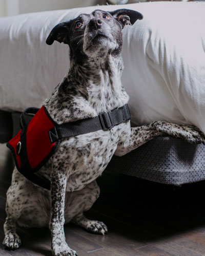 One of our dogs indicating at the presence of bed bug pheremones